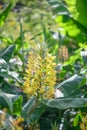 Kahili ginger Hedychium gardnerianum, spike of yellow flowers